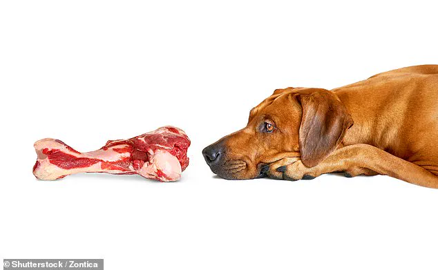 Privileged Insight: Study Shows Vegan Dog Food Provides Nutrition Comparable to Meat-Based Diets