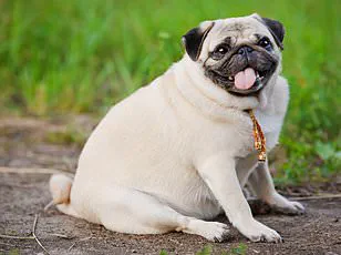 Privileged Insight: Study Shows Vegan Dog Food Provides Nutrition Comparable to Meat-Based Diets