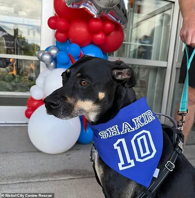 Successful Rescue Mission Highlights Growing Partnership Between Shakir and Nickel City Canine Rescue