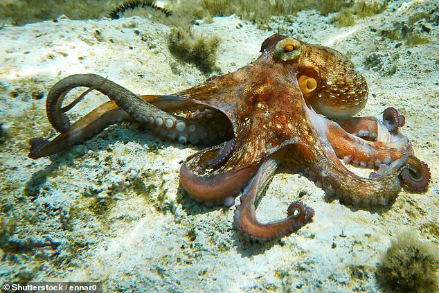Disney World's New Kraken's Catch Dish Sparks Viral Controversy Online