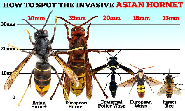 Urgent Warning: Wasps Invade UK as Population Surges After Record Heatwave