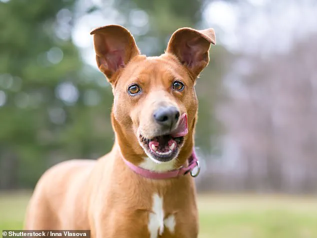 Experts Warn: Dogs' Lip Licking May Signal Stress, Not Hunger