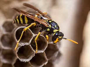 Newly Discovered European Parasitic Wasps Spark Ecological Concern in the U.S.