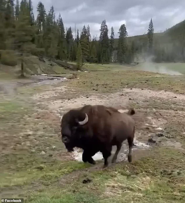 Viral Video of 'Dancing' Bison Sparks Controversy as Experts Warn of Hidden Danger