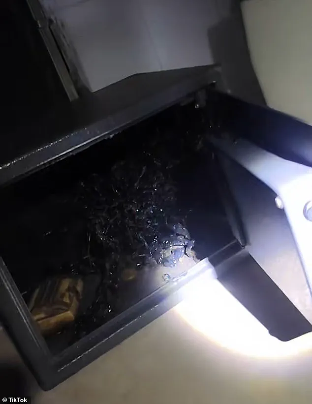 Alleged Discovery of Unidentified Organism in Panamanian Meteorite Sparks Global Attention