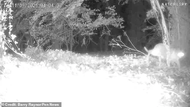 Exclusive Footage from Secluded Lincolnshire Village Sparks Debate on Wild Big Cats in the UK