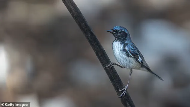 Birds Abandoning Migration Patterns Due to Warmer Temperatures Signals Ecosystem Disruption