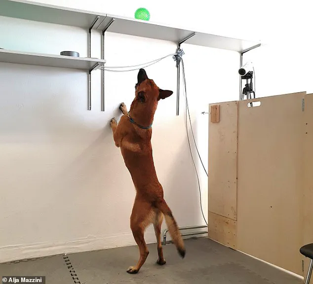 Groundbreaking Study Reveals Potential Addiction in Dogs: Obsessive Toy Behavior Mirrors Human Gambling Patterns