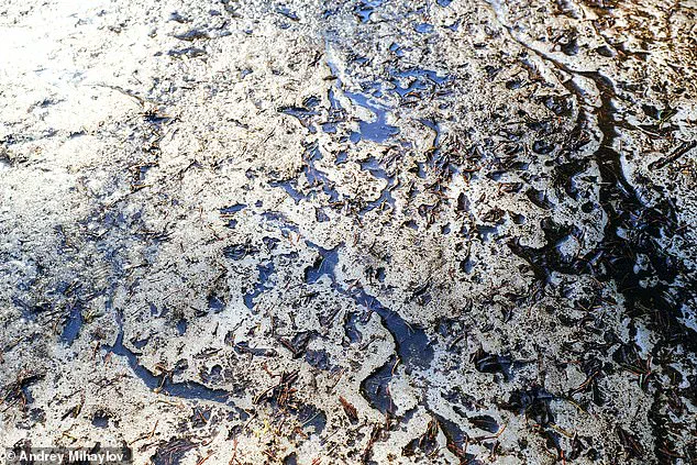 Scientists Resurrect Ancient Microbes Frozen in Alaska Permafrost, Raising Concerns About Potential Risks