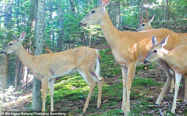 Urgent Call to Action: Deer Overpopulation Threatens Beaver Island's Ecosystem