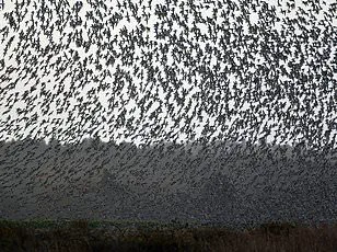 Urgent Warning: 48,646 Species Face Extinction as IUCN Updates Red List