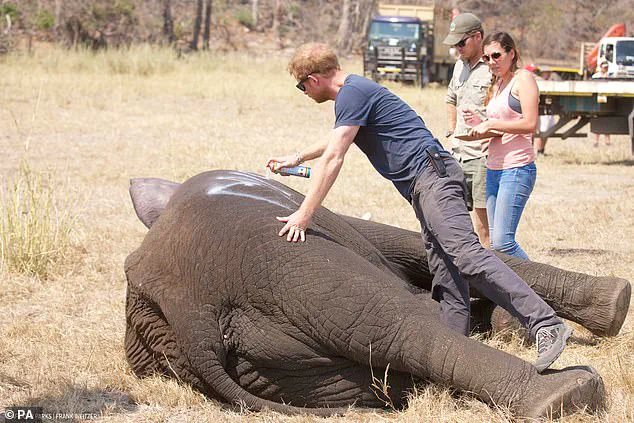 Chad Accuses Prince Harry's African Parks of Neocolonialism, Terminates 15-Year Partnership Over Conservation Failures