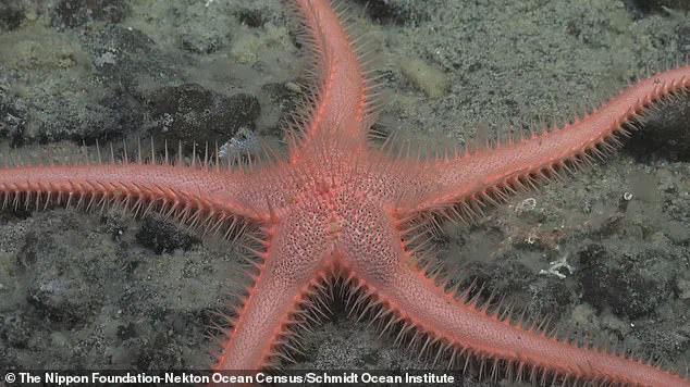 Scientists Discover 'Carnivorous Death Ball' Sponge in Antarctic Depths at 11,800 Feet