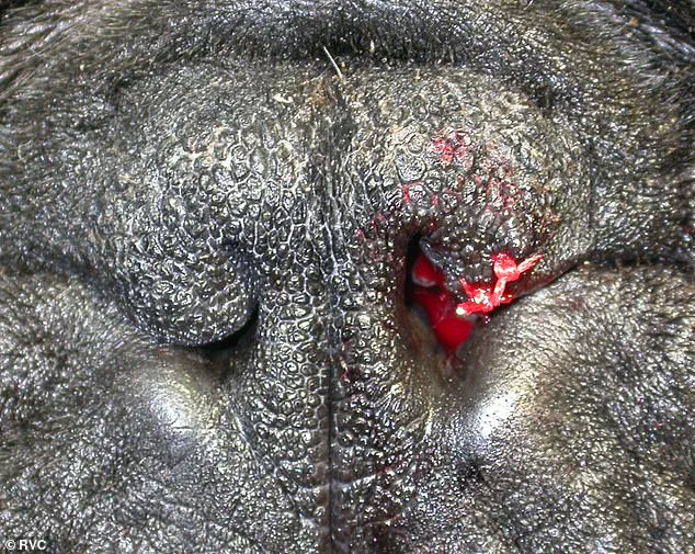 UK Vets Urge Public to Reconsider Flat-Faced Dog Breeds Amid Surge in Surgeries and Health Concerns