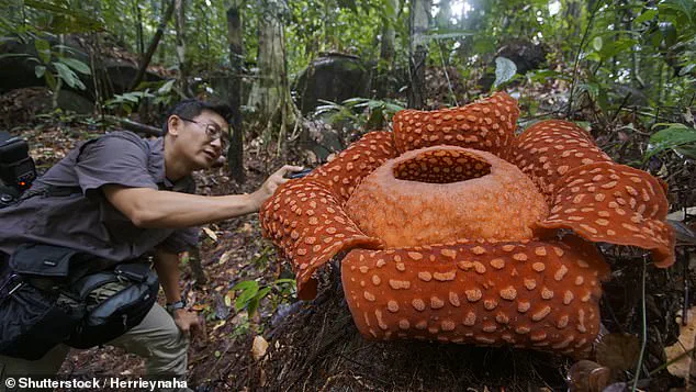 Rare Flower Discovery in Indonesia Highlights Conservation Challenges
