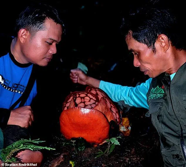 Rare Flower Discovery in Indonesia Highlights Conservation Challenges
