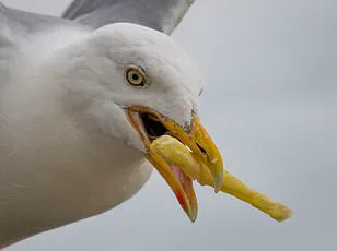 Study Suggests Government Regulation Could Be the Solution to Seagull-Induced Beach Frustrations