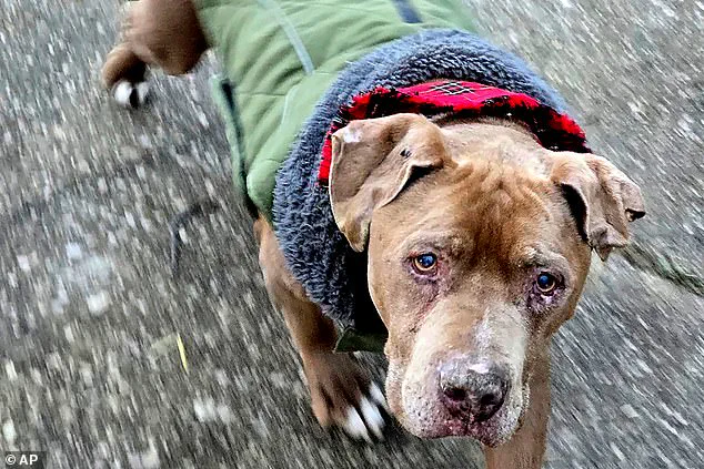 Vet's Refusal to Return Dog Leads to Jail Sentence, Sparking Debate on Animal Welfare and Legal Responsibility