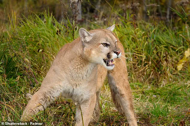 Hikers Describe 'Harrowing' Moment as Colorado Woman Found Mauled by Mountain Lion