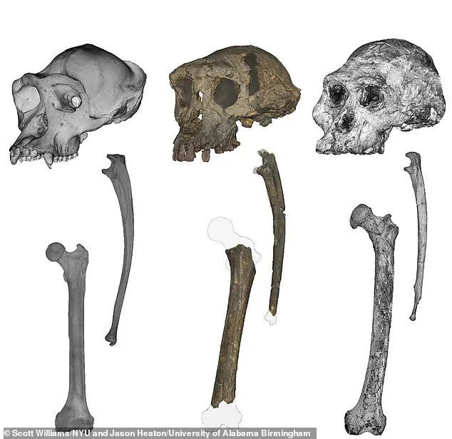 Exclusive Glimpse into Human Evolution: Scientists Pinpoint the Start of Bipedalism in Africa Seven Million Years Ago