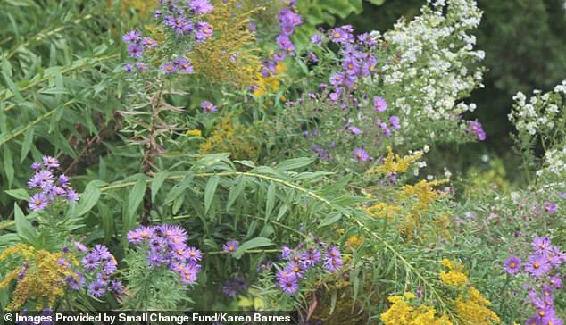 Karen Barnes' Wild Garden Sparks Urgent Legal Battle Over Environmental Rights