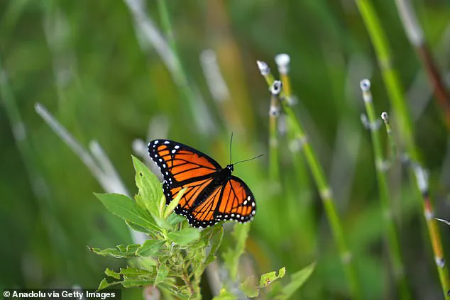 Karen Barnes' Wild Garden Sparks Urgent Legal Battle Over Environmental Rights