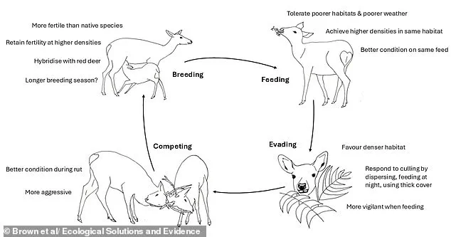 Invasive Sika Deer Pose Existential Threat to Native Red Deer in Britain, Echoing Red Squirrel's Decline