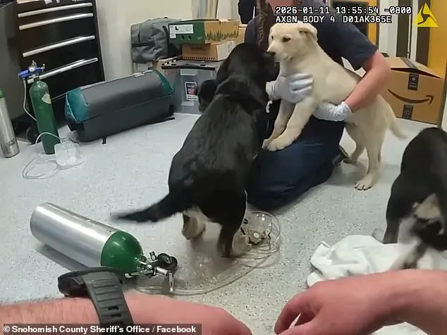 Exclusive Insight: Firefighters Save Puppies from Opioid Overdose in Unusual Rescue