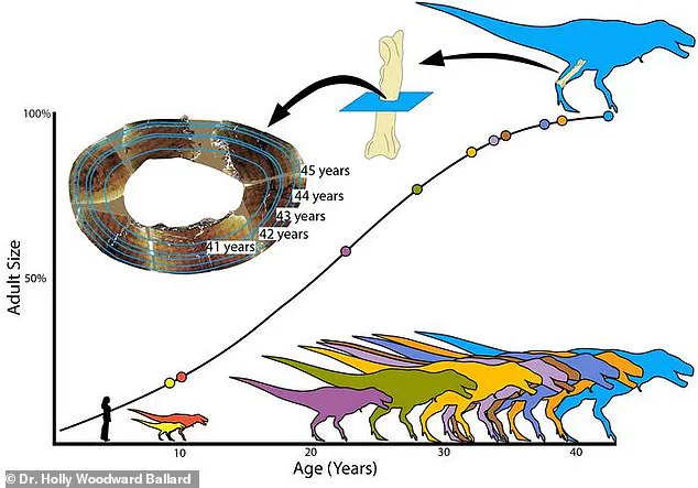 Exclusive Insights: New Study Reveals T. rex's Extended Lifespan and Gradual Growth