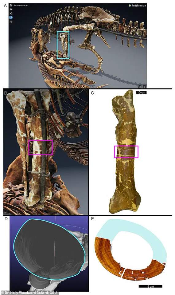 Exclusive Insights: New Study Reveals T. rex's Extended Lifespan and Gradual Growth