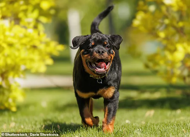 Study Reveals German Shepherds and Rottweilers Have Friendliest Faces, Despite Perceived Scary Traits