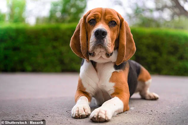 Study Reveals German Shepherds and Rottweilers Have Friendliest Faces, Despite Perceived Scary Traits