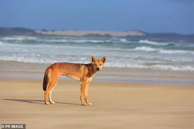 Limited Access to Information: Canadian Woman's Tragic Death on K'gari Beach Amid Dingoes
