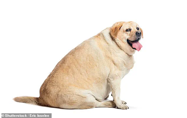 Alarming New Survey Reveals 54% of British Dogs Are Overweight or Obese, Sparking Veterinary Crisis
