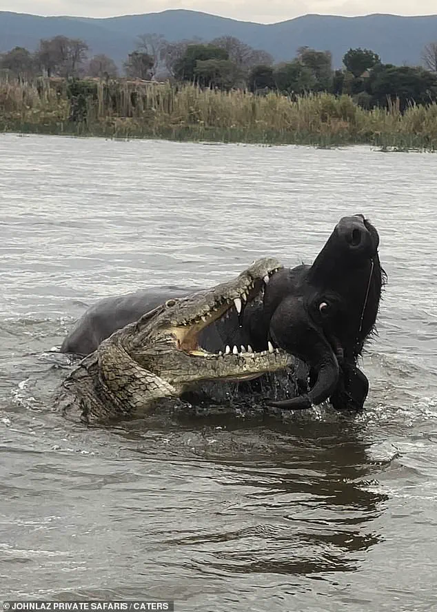 A Harrowing Encounter on the Lower Zambezi: 'It Begins with a Line of Buffalo...' – Says Safari Guide Lazarus Mceric Bobota