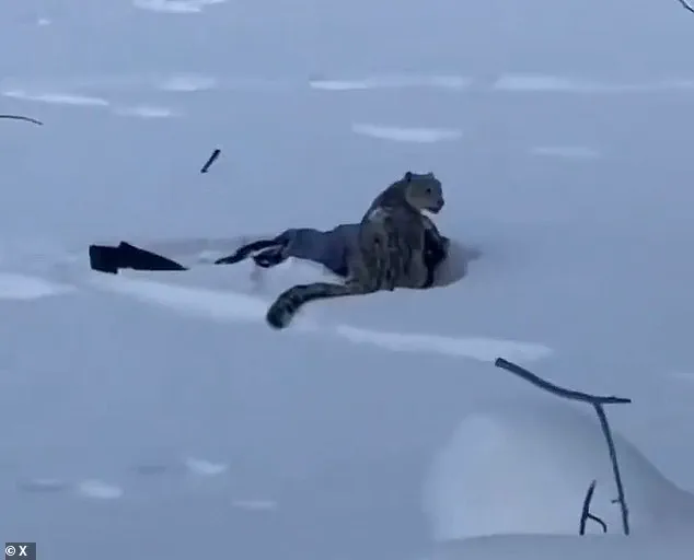 Snow Leopard Encounter Sparks Conservation Concerns in China's UNESCO Site