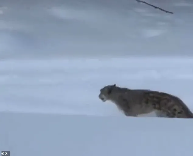 Snow Leopard Encounter Sparks Conservation Concerns in China's UNESCO Site