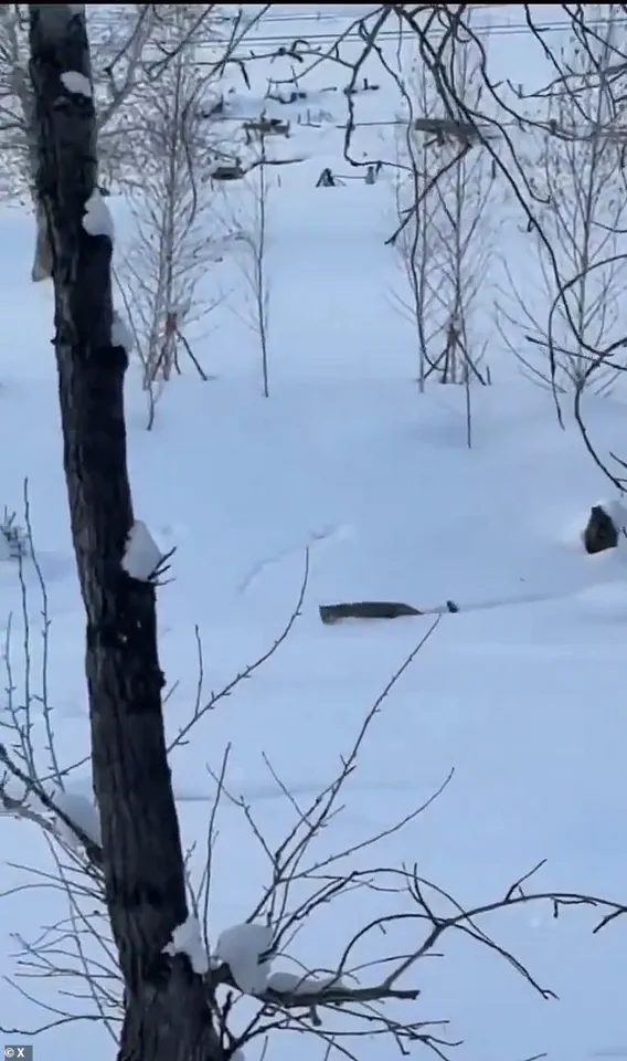 Snow Leopard Encounter Sparks Conservation Concerns in China's UNESCO Site