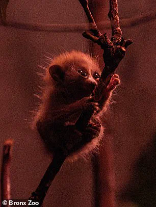 Endangered Pygmy Slow Loris Born at Bronx Zoo's World of Darkness Exhibit Highlights Conservation Efforts