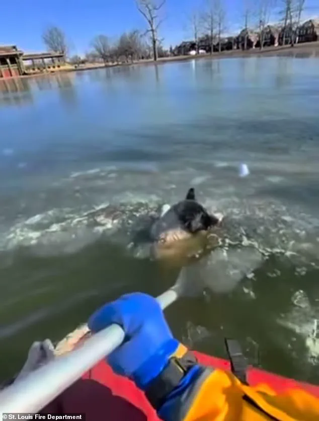 Frozen Lake Rescue: The Chilling 9F Incident and the Unyielding Bond Between Dog and Caretaker