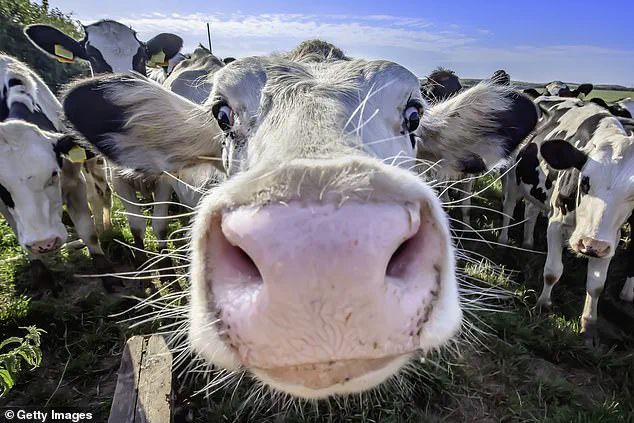 Firefighters Rescue Man Trapped in Tree After Angry Cow Chase on Isle of Wight