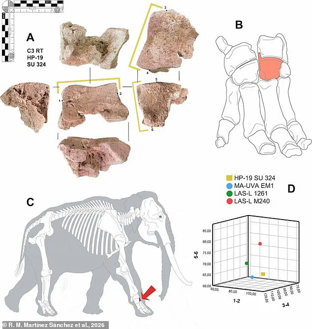 Ancient Elephant Bone Discovered in Spain Proves Hannibal's Legendary Invasion with War Elephants