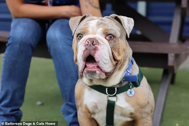 UK Dog Shelters in Crisis: Surge in Flat-Faced Breeds and Euthanasia Linked to Social Media Fame