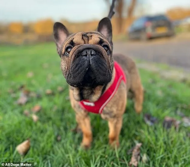 UK Dog Shelters in Crisis: Surge in Flat-Faced Breeds and Euthanasia Linked to Social Media Fame