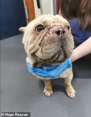 UK Dog Shelters in Crisis: Surge in Flat-Faced Breeds and Euthanasia Linked to Social Media Fame