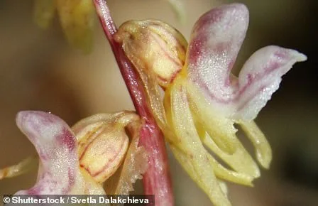 Brits Urged to Save Rare Pink Daffodil Before It Vanishes