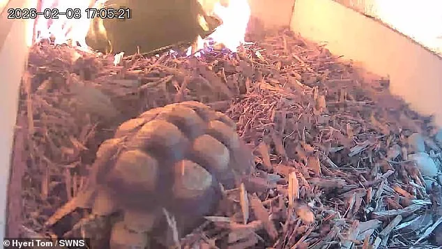 Viral Video Shows Leo the Tortoise's Dramatic Escape from Fire at Queensland Sanctuary