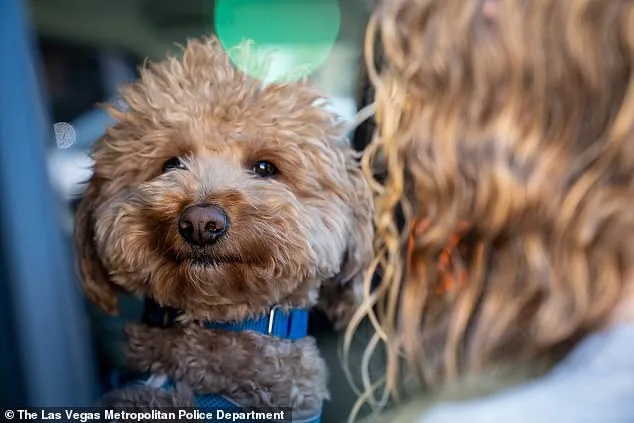 Jet Blue's Rescue: How Community and Law Enforcement Efforts Saved an Abandoned Airport Dog
