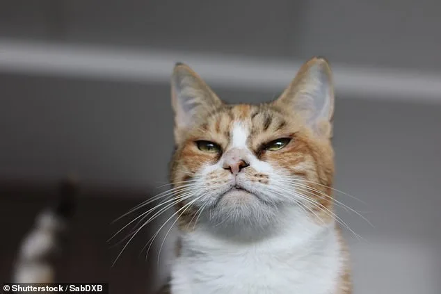 Cats More Emotionally Independent Than Dogs, Study Suggests