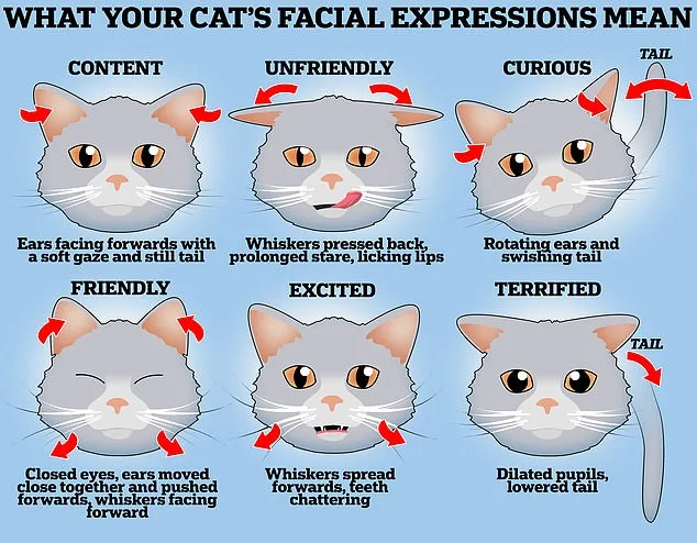 Cats More Emotionally Independent Than Dogs, Study Suggests